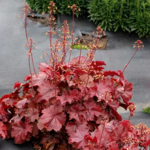 Heuchera 'NORTHERN EXPOSURE™ Red', Coral Bells NORTHERN EXPOSURE™ Red, Alum Root NORTHERN EXPOSURE™ Red, Coral Flower NORTHERN EXPOSURE™ Red, Heuchera 'TNHEUNER' Shade plants, Evergreen plants, Red Heuchera, Red Coral Bells, Red Alum Root