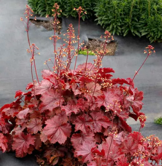 Heuchera 'NORTHERN EXPOSURE™ Red', Coral Bells NORTHERN EXPOSURE™ Red, Alum Root NORTHERN EXPOSURE™ Red, Coral Flower NORTHERN EXPOSURE™ Red, Heuchera 'TNHEUNER' Shade plants, Evergreen plants, Red Heuchera, Red Coral Bells, Red Alum Root