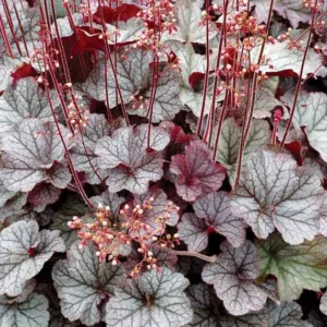 Heuchera 'NORTHERN EXPOSURE™ Silver', Coral Bells NORTHERN EXPOSURE™ Silver, Alum Root NORTHERN EXPOSURE™ Silver, Coral Flower NORTHERN EXPOSURE™ Silver, Heuchera 'TNHEUNES' Shade plants, Evergreen plants, Silver Heuchera, Silver Coral Bells, Silver Alum Root