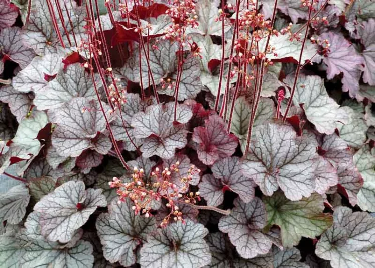 Heuchera 'NORTHERN EXPOSURE™ Silver', Coral Bells NORTHERN EXPOSURE™ Silver, Alum Root NORTHERN EXPOSURE™ Silver, Coral Flower NORTHERN EXPOSURE™ Silver, Heuchera 'TNHEUNES' Shade plants, Evergreen plants, Silver Heuchera, Silver Coral Bells, Silver Alum Root