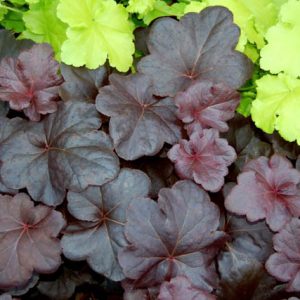 Heuchera 'Obsidian', Coral Bells 'Obsidian', Alum Root 'Obsidian', Coral Flower 'Obsidian', Shade plants, Evergreen plants