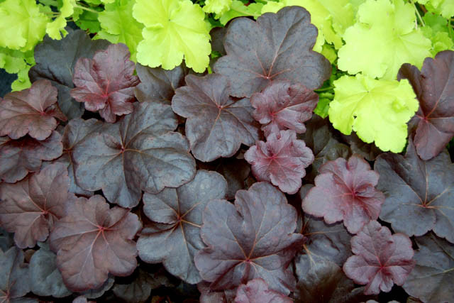 Heuchera 'Obsidian', Coral Bells 'Obsidian', Alum Root 'Obsidian', Coral Flower 'Obsidian', Shade plants, Evergreen plants