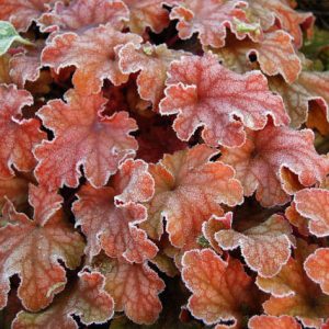 Heuchera 'Peach Flambe', Coral Bells 'Peach Flambe', Alum Root 'Peach Flambe', Coral Flower 'Peach Flambe', Shade plants, Evergreen plants