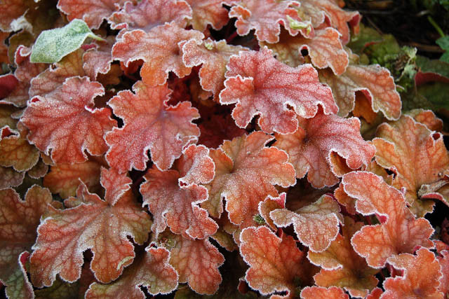Heuchera 'Peach Flambe', Coral Bells 'Peach Flambe', Alum Root 'Peach Flambe', Coral Flower 'Peach Flambe', Shade plants, Evergreen plants
