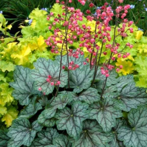 Heuchera 'Peppermint Spice', Coral Bells 'Peppermint Spice', Alum Root 'Peppermint Spice', Coral Flower 'Peppermint Spice', Shade plants, Evergreen plants, Green Heuchera, Green Coral Bells, Green Alum Root