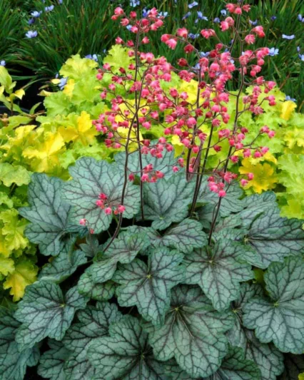 Heuchera 'Peppermint Spice', Coral Bells 'Peppermint Spice', Alum Root 'Peppermint Spice', Coral Flower 'Peppermint Spice', Shade plants, Evergreen plants, Green Heuchera, Green Coral Bells, Green Alum Root