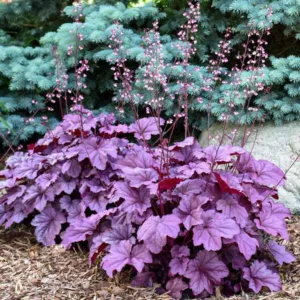 Heuchera 'Pink Panther', Coral Bells 'Pink Panther', Alum Root 'Pink Panther, Coral Flower 'Pink Panther', Shade plants, Evergreen plants, Evergreen Heuchera, Evergreen Coral Bells, Evergreen Alum Root