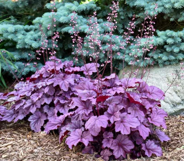Heuchera 'Pink Panther', Coral Bells 'Pink Panther', Alum Root 'Pink Panther, Coral Flower 'Pink Panther', Shade plants, Evergreen plants, Evergreen Heuchera, Evergreen Coral Bells, Evergreen Alum Root