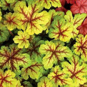 Heucherella 'Alabama Sunrise', Foamy Bells 'Alabama Sunrise, Shade plants, Evergreen perennials, Yellow Heucherella, Yellow Foamy Bells