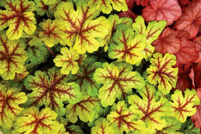 Heucherella 'Alabama Sunrise', Foamy Bells 'Alabama Sunrise, Shade plants, Evergreen perennials, Yellow Heucherella, Yellow Foamy Bells
