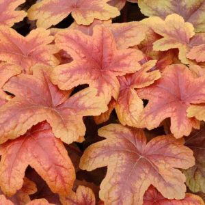 Heucherella 'Brass Lantern', Foamy Bells 'Brass Lantern', Shade plants, Evergreen perennials, Copper Heucherella, Copper Foamy Bells