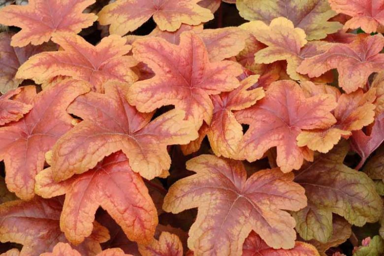 Heucherella 'Brass Lantern', Foamy Bells 'Brass Lantern', Shade plants, Evergreen perennials, Copper Heucherella, Copper Foamy Bells