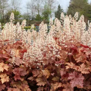 Heucherella 'Honey Rose', Foamy Bells 'Honey Rose, Shade plants, Evergreen perennials, Caramel Heucherella, Caramel Foamy Bells