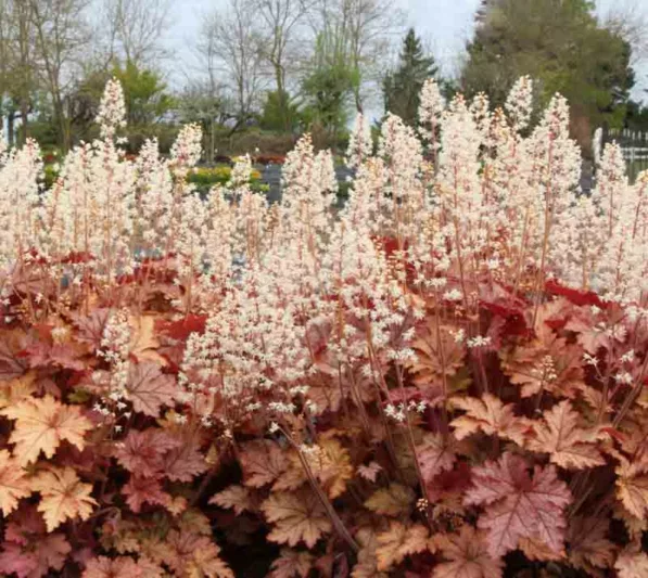 Heucherella 'Honey Rose', Foamy Bells 'Honey Rose, Shade plants, Evergreen perennials, Caramel Heucherella, Caramel Foamy Bells
