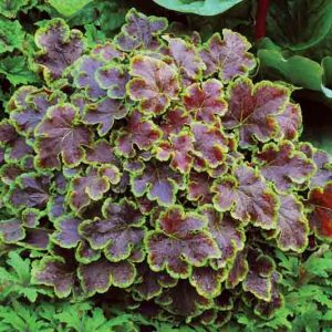 Heucherella 'Solar Eclipse', Foamy Bells 'Solar Eclipse, Shade plants, Evergreen perennials, Lime Heucherella, Lime Foamy Bells, Red Heucherella,Red Foamy Bells
