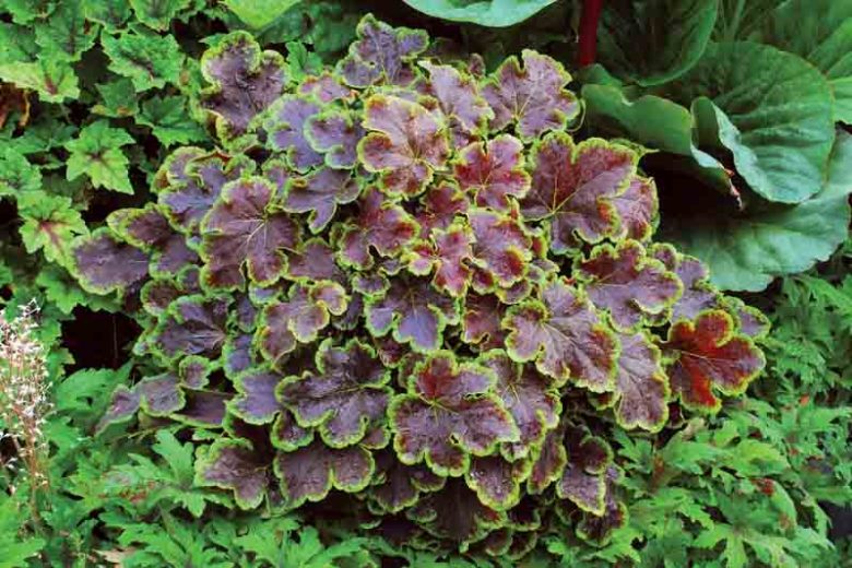 Heucherella 'Solar Eclipse', Foamy Bells 'Solar Eclipse, Shade plants, Evergreen perennials, Lime Heucherella, Lime Foamy Bells, Red Heucherella,Red Foamy Bells