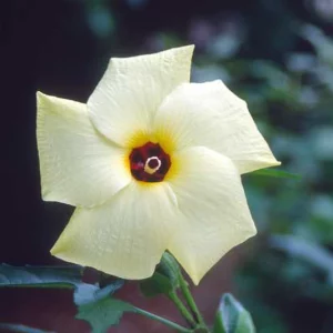 Hibiscus aculeatus, Hardy Hibiscus, Comfortroot, Big Thicket Hibiscus, Pineland Hibiscus, Hibiscus scaber, Native Hibiscus, White Hibiscus, Yellow Hibiscus