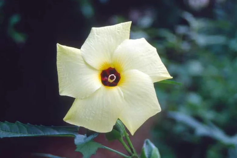 Hibiscus aculeatus, Hardy Hibiscus, Comfortroot, Big Thicket Hibiscus, Pineland Hibiscus, Hibiscus scaber, Native Hibiscus, White Hibiscus, Yellow Hibiscus