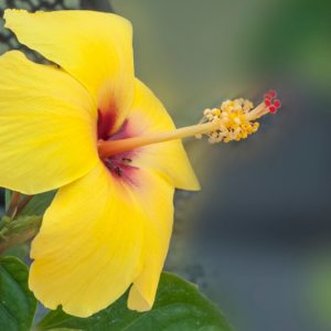 Hibiscus brackenridgei, Aloalo, Brackenridge's Rosemallow, Mao Hau Hele, Native Yellow Hibiscus