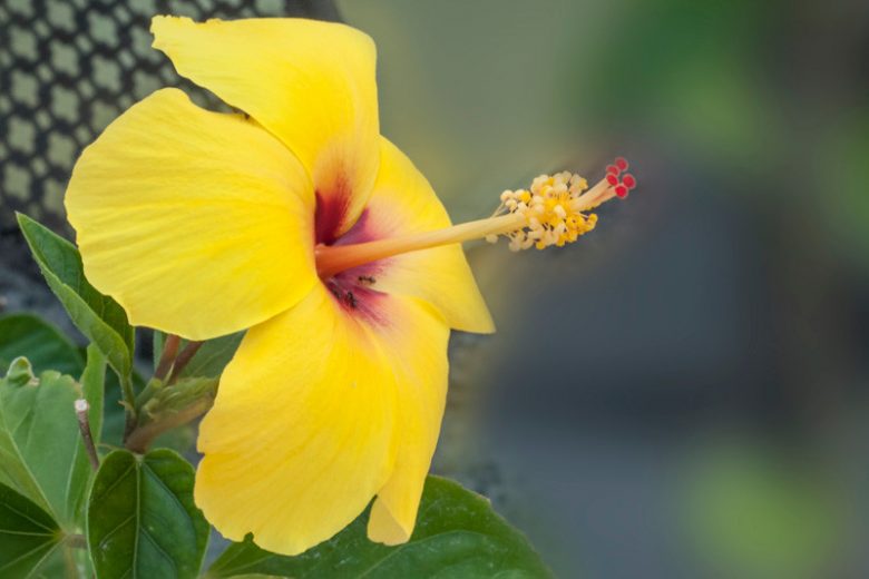 Hibiscus brackenridgei, Aloalo, Brackenridge's Rosemallow, Mao Hau Hele, Native Yellow Hibiscus