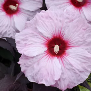 Hibiscus 'Dark Mystery', Rose Mallow 'Dark Mystery', Shrub Althea 'Dark Mystery', Flowering Shrub, Pink flowers, Pink Hibiscus