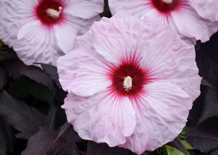 Hibiscus 'Dark Mystery', Rose Mallow 'Dark Mystery', Shrub Althea 'Dark Mystery', Flowering Shrub, Pink flowers, Pink Hibiscus