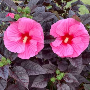 Hibiscus 'Edge of Night', Rose Mallow 'Edge of Night', Shrub Althea 'Edge of Night', Summerific Collection, Flowering Shrub, Pink flowers, Pink Hibiscus