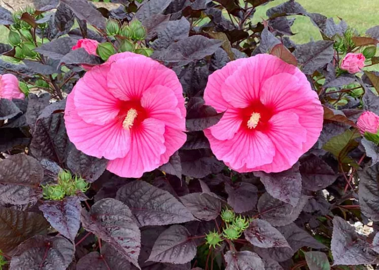 Hibiscus 'Edge of Night', Rose Mallow 'Edge of Night', Shrub Althea 'Edge of Night', Summerific Collection, Flowering Shrub, Pink flowers, Pink Hibiscus