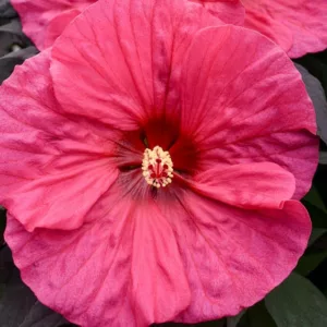 Hibiscus 'Evening Rose', Rose Mallow 'Evening Rose', Shrub Althea 'Evening Rose', Summerific Collection, Flowering Shrub, Pink flowers, Pink Hibiscus