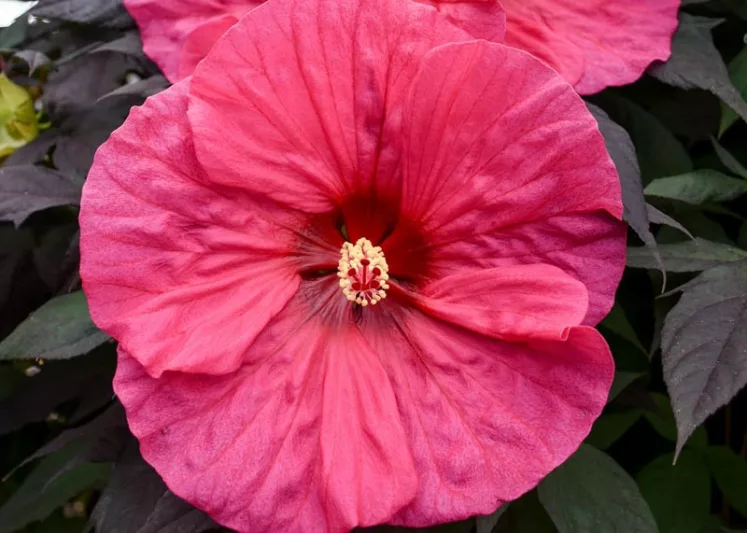 Hibiscus 'Evening Rose', Rose Mallow 'Evening Rose', Shrub Althea 'Evening Rose', Summerific Collection, Flowering Shrub, Pink flowers, Pink Hibiscus