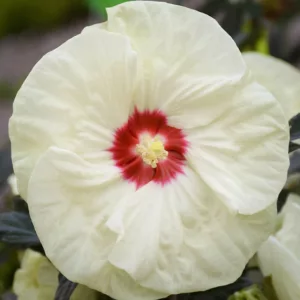 Hibiscus 'French Vanilla', Rose Mallow 'French Vanilla', Shrub Althea 'French Vanilla', Summerific Collection, Flowering Shrub, White flowers, White Hibiscus