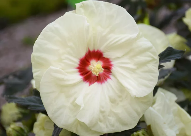 Hibiscus 'French Vanilla', Rose Mallow 'French Vanilla', Shrub Althea 'French Vanilla', Summerific Collection, Flowering Shrub, White flowers, White Hibiscus