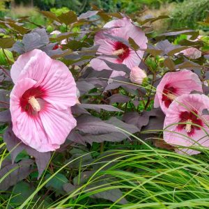 Hibiscus 'Kopper King', Kopper King Hibiscus, Rose Mallow 'Kopper King', Hardy Hibiscus 'Kopper King', Pink Hibiscus, Dark foliage Hibiscus