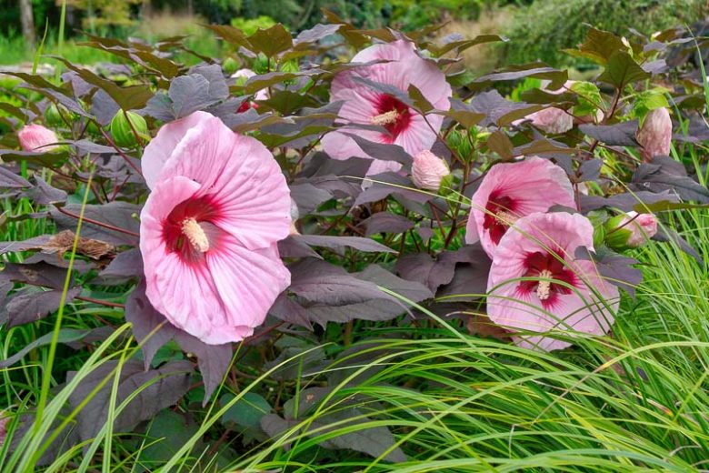 Hibiscus 'Kopper King', Kopper King Hibiscus, Rose Mallow 'Kopper King', Hardy Hibiscus 'Kopper King', Pink Hibiscus, Dark foliage Hibiscus