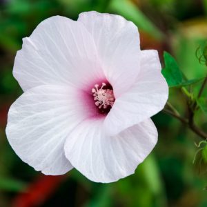 Hibiscus laevis, Halberdleaf Rosemallow, Halberdleaf Hibiscus, Scarlet Rose Mallow, Halberd-Leaved Hibiscus, Halberd-Leaved Rose-Mallow, Hibiscus militaris