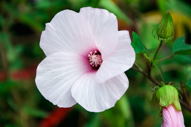 Hibiscus laevis, Halberdleaf Rosemallow, Halberdleaf Hibiscus, Scarlet Rose Mallow, Halberd-Leaved Hibiscus, Halberd-Leaved Rose-Mallow, Hibiscus militaris