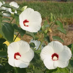 Hibiscus lasiocarpos, Hardy Hibiscus, Woolly Rose-mallow, Woolly Mallow, Rose-mallow, False Cotton, Native Hibiscus, White Hibiscus