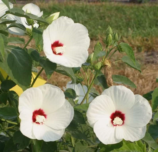 Hibiscus lasiocarpos, Hardy Hibiscus, Woolly Rose-mallow, Woolly Mallow, Rose-mallow, False Cotton, Native Hibiscus, White Hibiscus