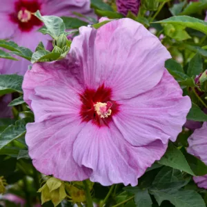 Hibiscus 'Lilac Crush', Rose Mallow 'Lilac Crush', Shrub Althea 'Lilac Crush', Summerific Collection, Flowering Shrub, Lilac flowers, Lilac Hibiscus