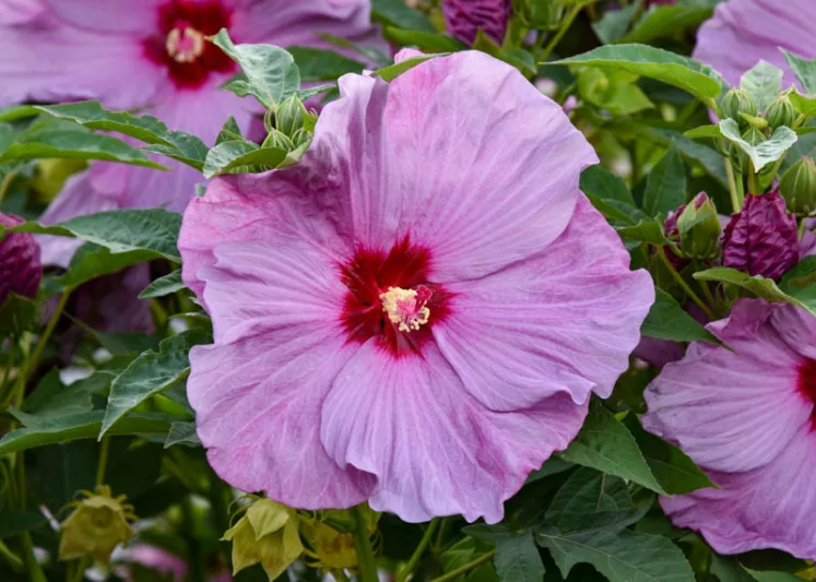 Hibiscus 'Lilac Crush', Rose Mallow 'Lilac Crush', Shrub Althea 'Lilac Crush', Summerific Collection, Flowering Shrub, Lilac flowers, Lilac Hibiscus