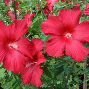 Hibiscus 'Lord Baltimore', Lord Baltimore Hibiscus, Rose Mallow 'Lord Baltimore', Hardy Hibiscus 'Lord Baltimore', Red Hibiscus