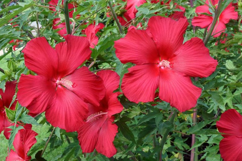 Hibiscus 'Lord Baltimore', Lord Baltimore Hibiscus, Rose Mallow 'Lord Baltimore', Hardy Hibiscus 'Lord Baltimore', Red Hibiscus