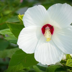 Hibiscus moscheutos, Hardy Hibiscus, Swamp Rose Mallow, Rose Mallow, Crimson-Eyed Rose-Mallow, Marshmallow Hibiscus, Marsh Mallow, Sea Hollyhock, Hibiscus palustris