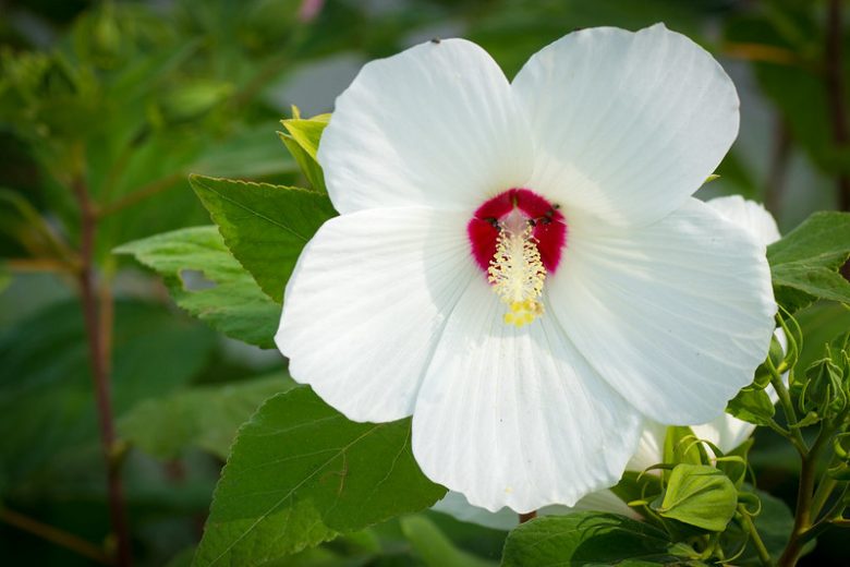 Hibiscus moscheutos, Hardy Hibiscus, Swamp Rose Mallow, Rose Mallow, Crimson-Eyed Rose-Mallow, Marshmallow Hibiscus, Marsh Mallow, Sea Hollyhock, Hibiscus palustris