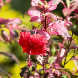 Hibiscus rosa-sinensis Cooperi, Cooperi Hibiscus, Tropical Hibiscus 'Cooperi', Chinese Hibiscus 'Cooperi', Rose Mallow 'Cooperi', Variegated Hibiscus, Flowering Shrub, Red flowers, Red Hibiscus