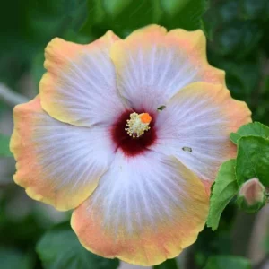 Hibiscus rosa-sinensis Fifth Dimension, Fifth Dimension Hibiscus, Tropical Hibiscus 'Fifth Dimension', Chinese Hibiscus 'Fifth Dimension', Orange Hibiscus, Bicolor Hibiscus Hibiscus