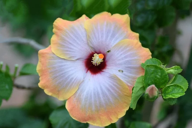 Hibiscus rosa-sinensis Fifth Dimension, Fifth Dimension Hibiscus, Tropical Hibiscus 'Fifth Dimension', Chinese Hibiscus 'Fifth Dimension', Orange Hibiscus, Bicolor Hibiscus Hibiscus