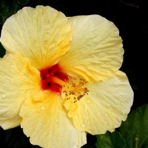 Hibiscus rosa-sinensis Hula Girl, Hula Girl Hibiscus, Tropical Hibiscus 'Hula Girl', Chinese Hibiscus 'Hula Girl', Yellow Hibiscus, Bicolor Hibiscus