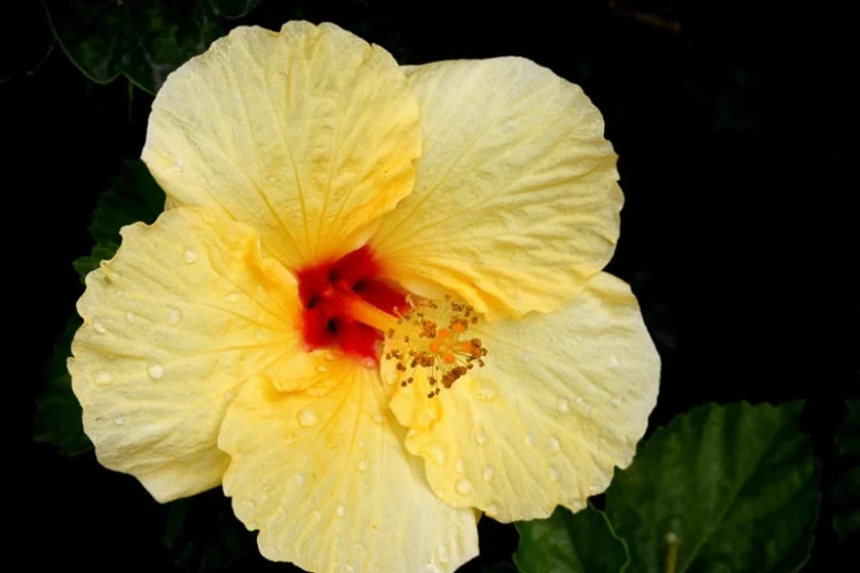 Hibiscus rosa-sinensis Hula Girl, Hula Girl Hibiscus, Tropical Hibiscus 'Hula Girl', Chinese Hibiscus 'Hula Girl', Yellow Hibiscus, Bicolor Hibiscus