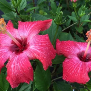 Hibiscus rosa-sinensis Painted Lady, Painted Lady Hibiscus, Tropical Hibiscus 'Painted Lady', Chinese Hibiscus 'Painted Lady', Pink Hibiscus, Bicolor Hibiscus Hibiscus